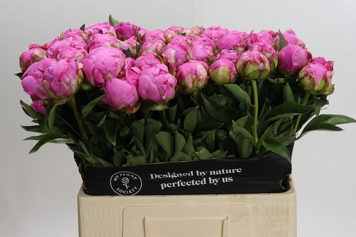 Paeonia Dr Alexander Fleming