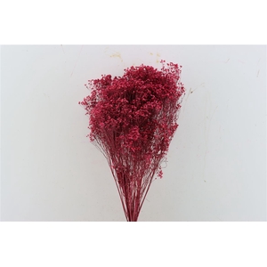 Dried Broom Cerise Bunch