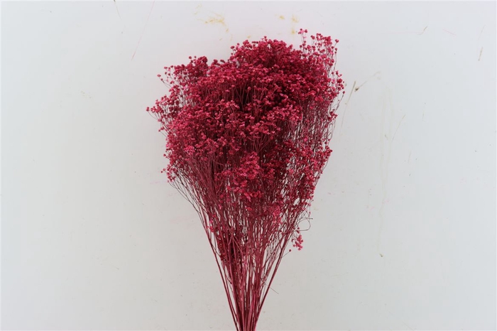 <h4>Dried Broom Cerise Bunch</h4>