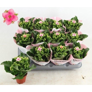 KALANCHOE QUEEN OAKLEY P6