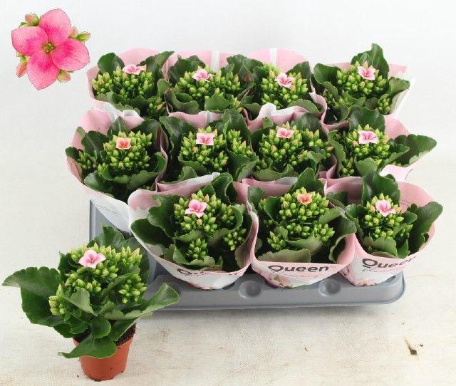 <h4>KALANCHOE QUEEN OAKLEY P6</h4>