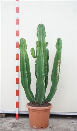 <h4>Euphor Ingens</h4>