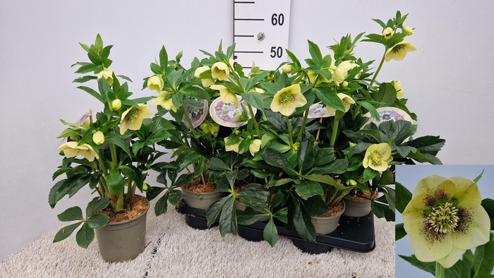 <h4>HELL VIV MAEVA</h4>