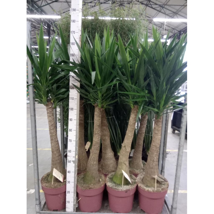 <h4>Yucca elephantipes   ...</h4>