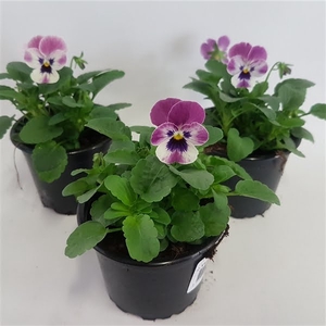 Viola cornuta raspberry