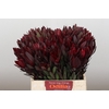 Leucadendron Saf Sunset Dark R.