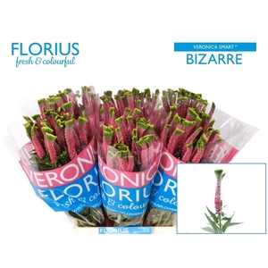 VERON SMART BIZARRE