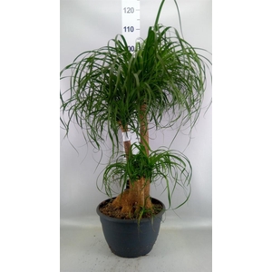 Beaucarnea recurvata