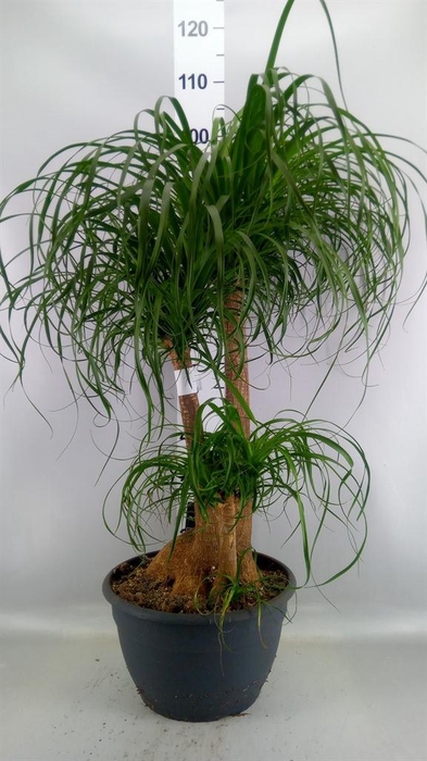 <h4>Beaucarnea recurvata</h4>