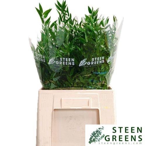 <h4>RUSCUS ACULEATUS BS</h4>