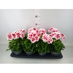 Pelargonium gran.   ..