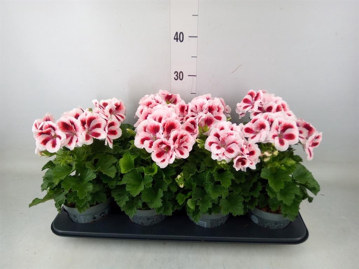 <h4>Pelargonium gran.   ..</h4>
