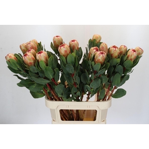 Protea Grandicolor