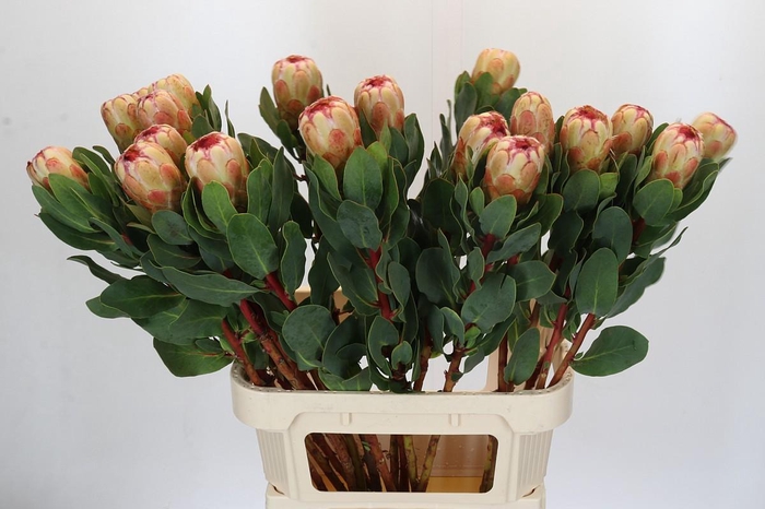 Protea Grandicolor