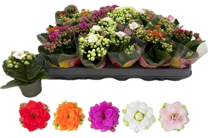 <h4>Kal Ge Gem 5 Kl</h4>