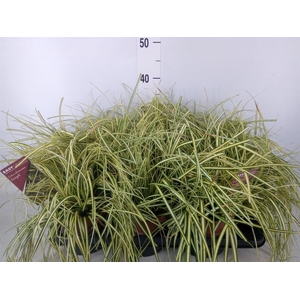 Carex hachijoensis 'Evergold'