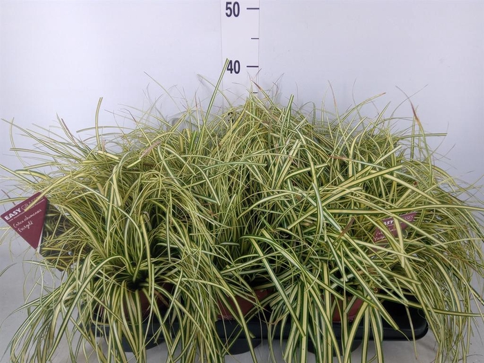 <h4>Carex hachijoensis 'Evergold'</h4>