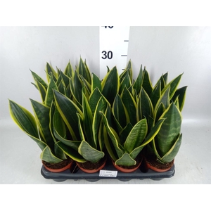 Sansevieria trifa.   ...