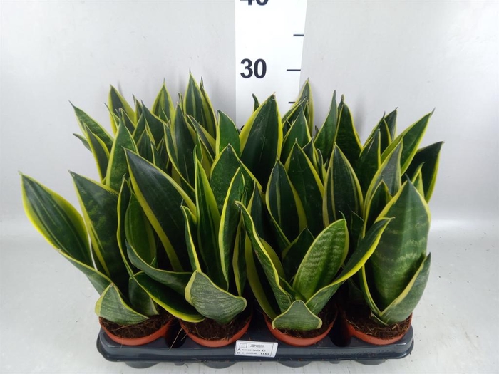 <h4>Sansevieria trifa.   ...</h4>