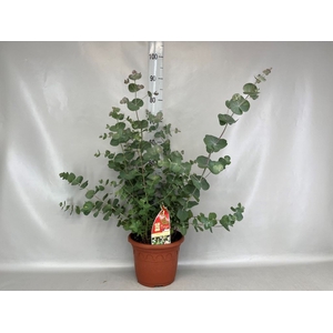 Eucalyptus