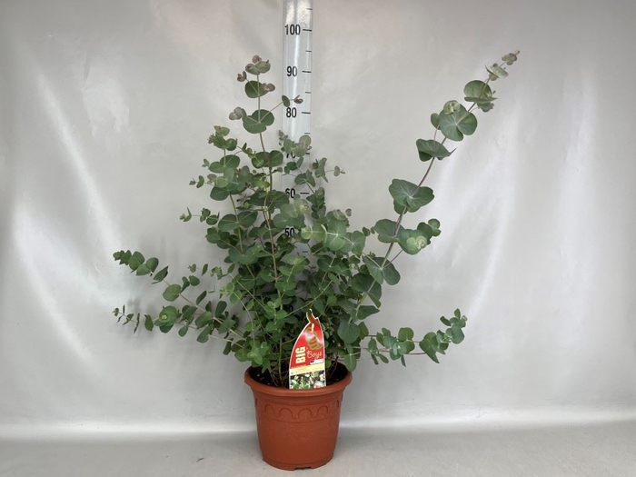 <h4>Eucalyptus</h4>