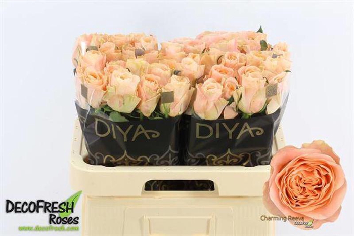 <h4>R Gr Charming Reeva Diya</h4>