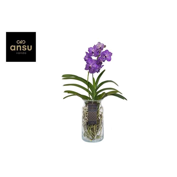 <h4>Vanda hybriden</h4>