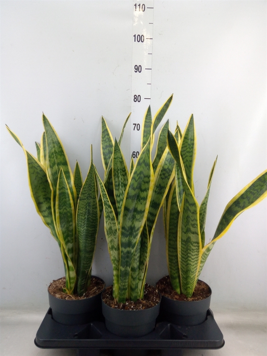 <h4>Sansevieria trifa. 'Laurentii'</h4>