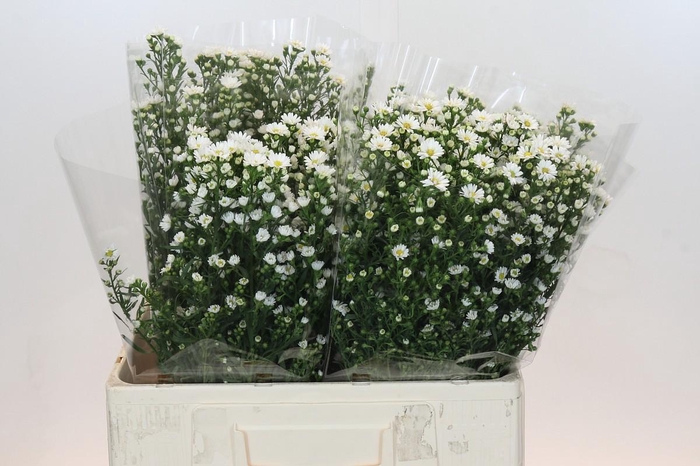 <h4>Aster Paquita</h4>