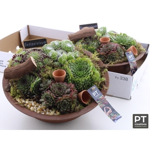 ARR SEMPERVIVUM