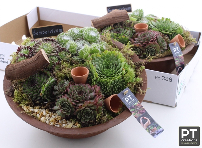 <h4>ARR SEMPERVIVUM</h4>