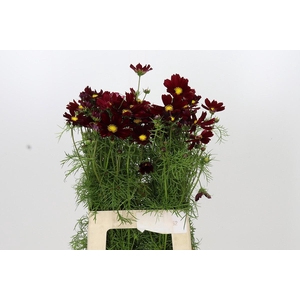 Cosmos Bordeaux