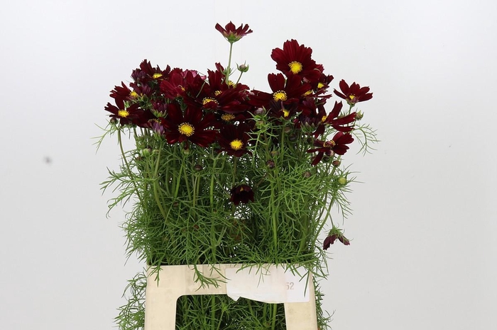 <h4>Cosmos Bordeaux</h4>