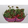 Ranunculus Romance Crown Bastille
