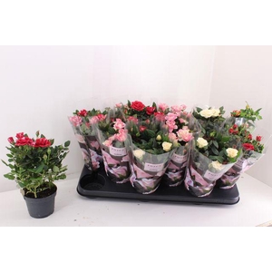 !! PROMO !! ROSA VICTORY MIX