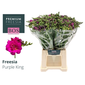 Freesia du Purple King