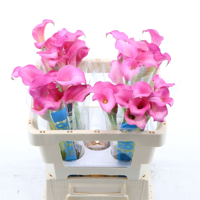 Zantedeschia Serenade