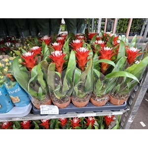 Guzmania Hope