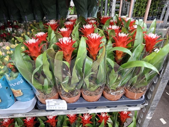 <h4>Guzmania Hope</h4>
