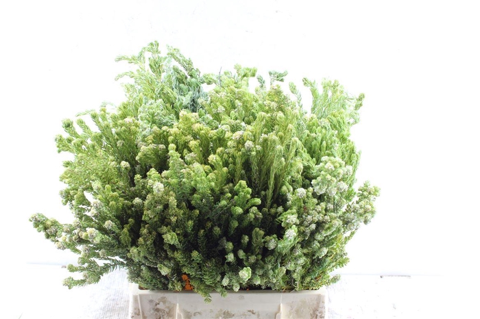 <h4>Kaaps Diosma</h4>