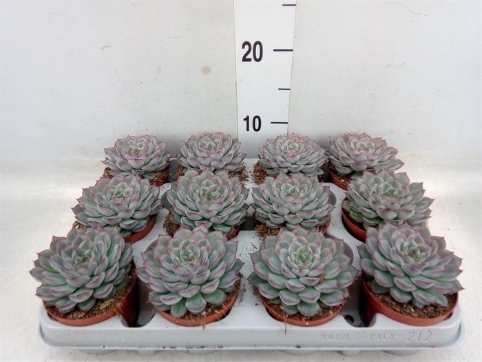 <h4>Echeveria  'Hercules'</h4>