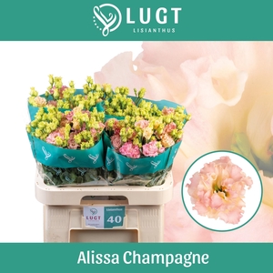 EUS G ALISSA CHAMPAG