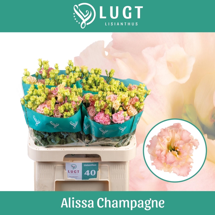 <h4>EUS G ALISSA CHAMPAG</h4>