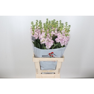 MATTH IRON CHERRY BLOSSOM