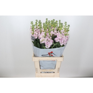 MATTH IRON CHERRY BLOSSOM