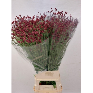 Sanguisorba officinalis