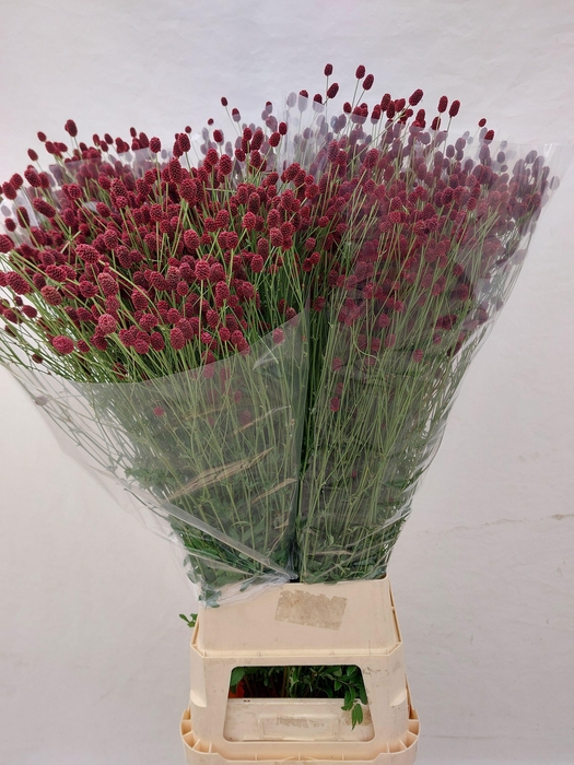 <h4>Sanguisorba officinalis</h4>