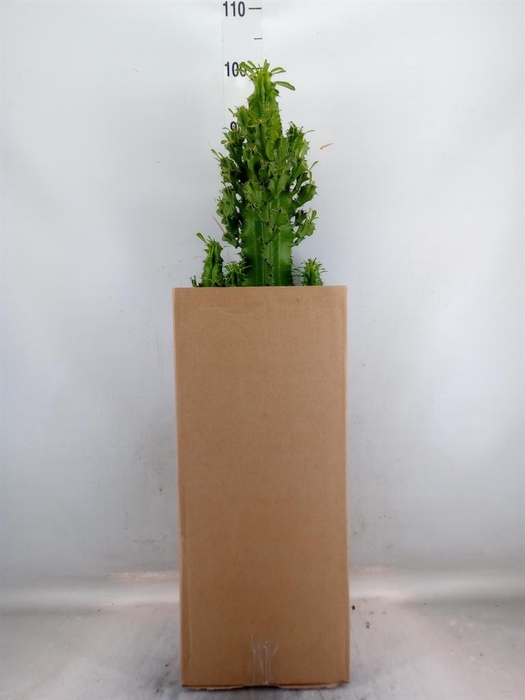 <h4>Euphorbia ingens</h4>