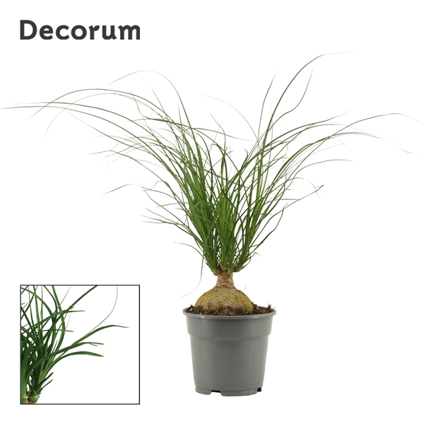 <h4>Beaucarnea bol 17 cm (Decorum)</h4>