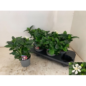 GARDENIA JASMINOIDES